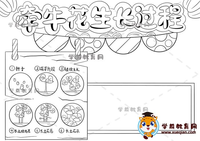 牽牛花生長過程手抄報