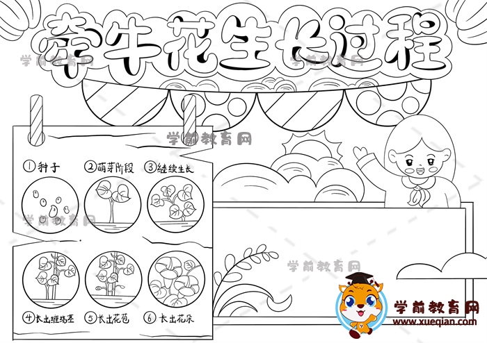 牽牛花生長過程手抄報